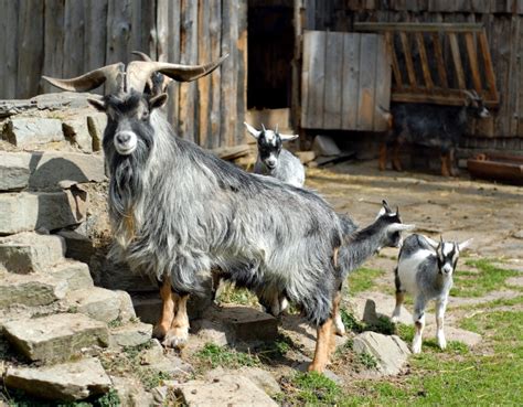 Pygmy Goats - Breed Profile - Goat Journal