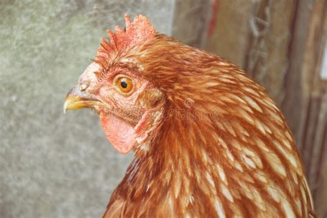 Hens Feed On The Traditional Rural Barnyard At Sunny Day. Detail Of Hen Head. Chickens Sitting ...