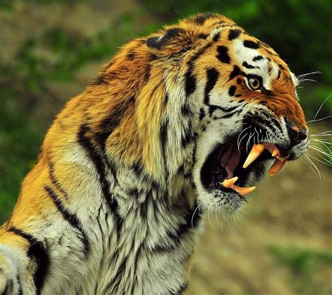 Tigers Roaring by seseyanoo, tiger roaring HD wallpaper | Pxfuel