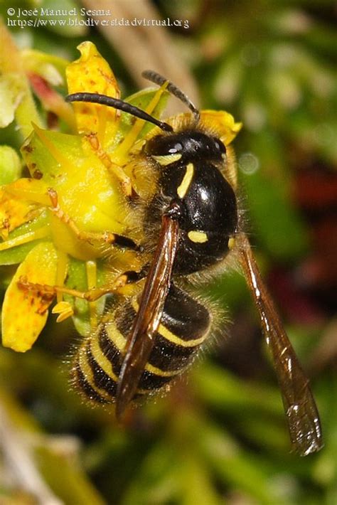 Vespidae: Vespinae - 277340 - Biodiversidad Virtual / Invertebrados