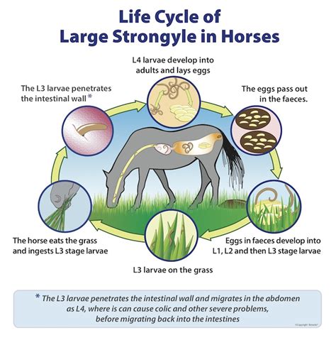 Large Strongyles