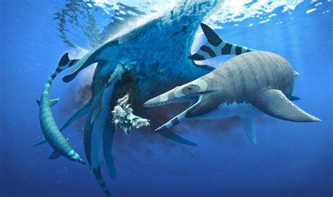 Dinosaur-era sea lizard had teeth like a shark | Science Codex