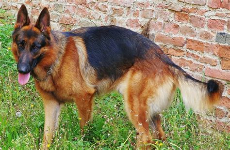 5 Different Types Of German Shepherd Breeds & Their Features