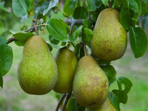 PEAR TREE - Multi-Variety Fruit Tree - PEAR - 5 varieties on one Tree! - Garden Plants