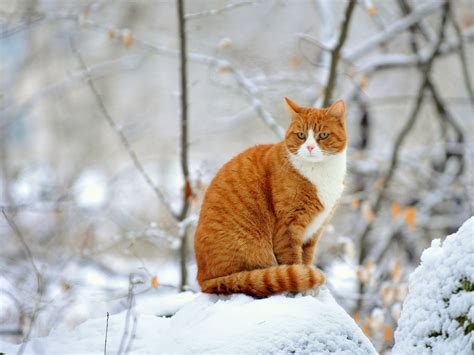 Winter Kitten Wallpaper - WallpaperSafari