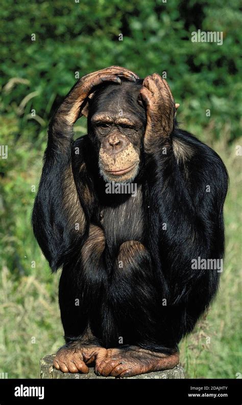 CHIMPANZEE pan troglodytes, ADULT WITH FUNNY FACE, SCRATCHING ITS HEAD Stock Photo - Alamy