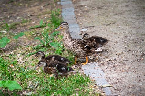 Duck, Mallard, Chicks, Bird Free Stock Photo - Public Domain Pictures