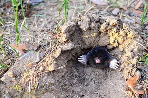 How to Get Rid of Moles from Your Garden