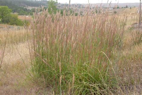 Big Bluestem - Gardenia