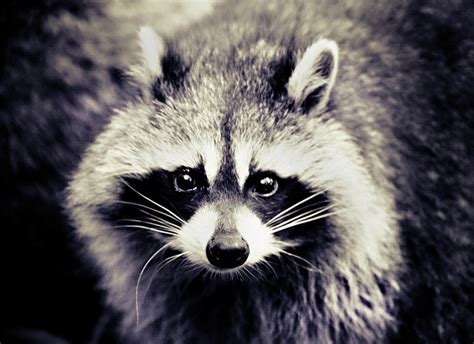 Raccoon Looking At Camera Photograph by Isabelle Lafrance Photography - Fine Art America