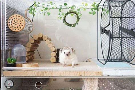 Hedgehog Cage Setup (List Of The Basic Cage Requirements)