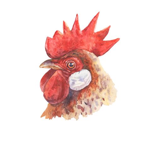 Rooster Face Illustrations, Royalty-Free Vector Graphics & Clip Art ...