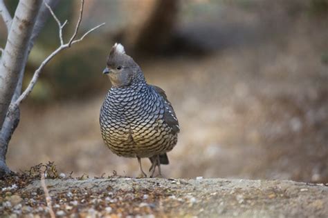 Blue-Scale Quail: Facts, Uses, Origins, Pictures & Characteristics ...