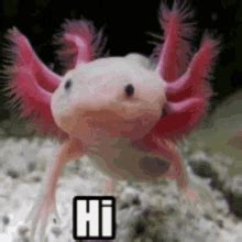 Gif And Axolotl Image Cute Animals Axolotl Cute Cute - vrogue.co