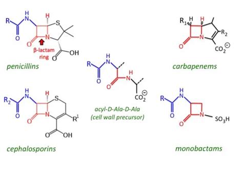 Beta-Lactam Antibiotics: Mechanism of Action, Resistance • Microbe Online