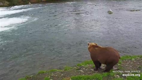 Brooks Falls Brown Bears Snapshot taken by BrooksBears | Explore.org