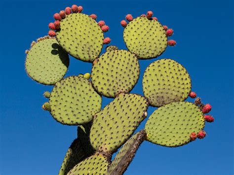 Nopales Plant