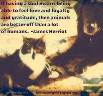 James Herriot Quotes. QuotesGram