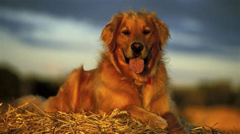 Golden Retriever Christmas Wallpaper - WallpaperSafari