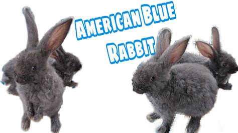 American Bunny – Telegraph