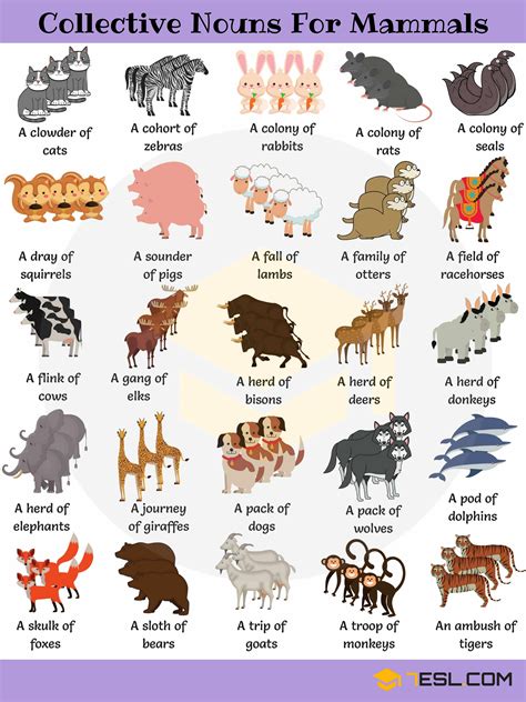 250+ Collective Nouns for Animals in English • 7ESL