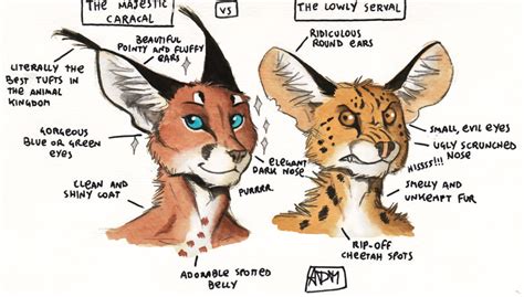 Caracal vs Serval by 0laffson on DeviantArt