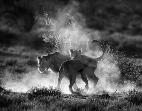 Tips and Tricks For Black and White Wildlife Photography | Wildlife ...