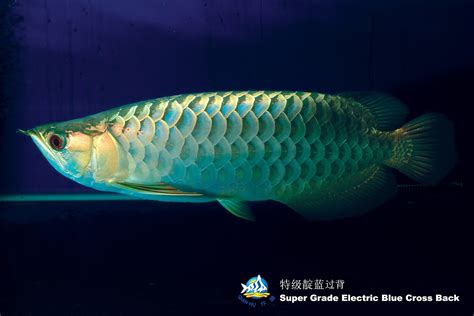 Temporary blog for Wan Hu, Arowana Division of Qian Hu Corp: Types of Asian Arowana we supply