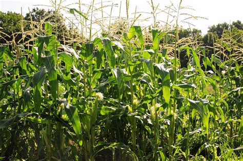 Windmill Farm: When to Pick Corn and Growing it as Ornaments in your Yard