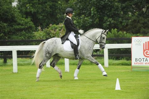 Feature: The Dressage Connemara Pony Carn Verdon Boy | General