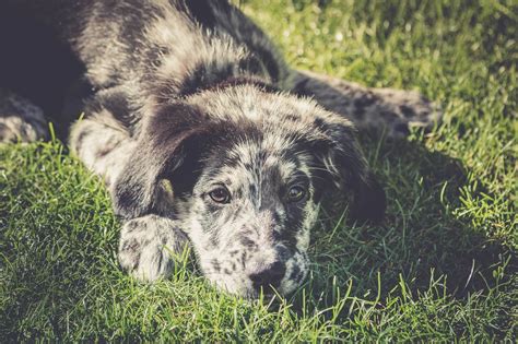 Australian Shepherd Lab Mix: Understanding Your Energetic Pet