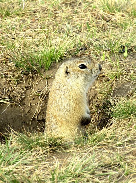 Gopher & Rodent Control Services - Pest Control & Arborist Services