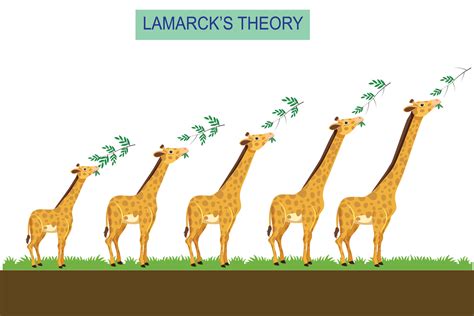 Lamarck's theory of evolution of giraffe's neck during their lifetime ...