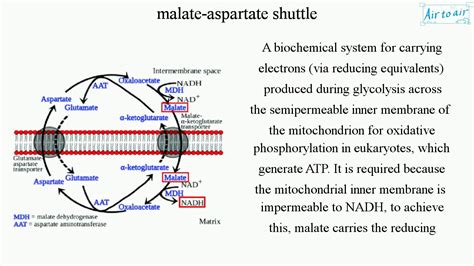 malate-aspartate shuttle - YouTube