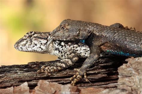 Male eastern fence lizard biting neck of female while mating | Todd Pusser Photography