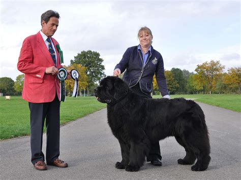 Bearhugs - Newfoundland Puppy Breeders