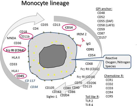 Monocytes and macrophages in flow: an ESCCA initiative on advanced analyses of monocyte lineage ...