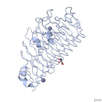 Polygalacturonase - Proteopedia, life in 3D