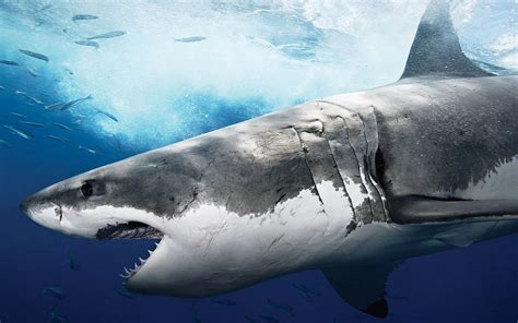 wallpapers: Shark Wallpapers