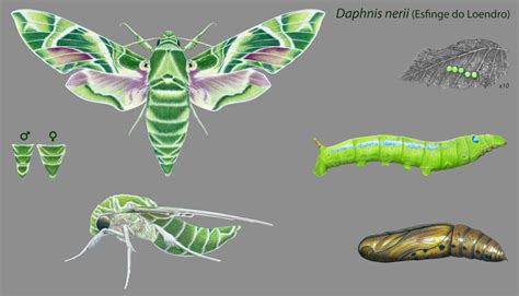 Daphnis nerii-Oleander Hawk Moth :: Behance