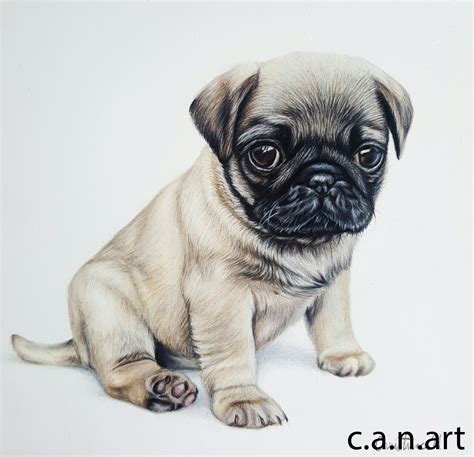 Pug Drawing at PaintingValley.com | Explore collection of Pug Drawing