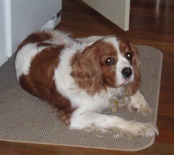 Cavalier king charles spaniel training tips - Sharda'sDog World