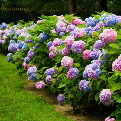 Endless Summer® Hydrangeas for Sale | BrighterBlooms.com