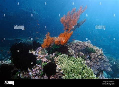 Red sea fan, Order Alcyonacea, among other coral species in tropical ...