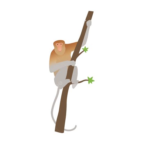 Proboscis Monkey PNG Picture, Proboscis Monkey, Monkey, Sarawak, Animal PNG Image For Free Download