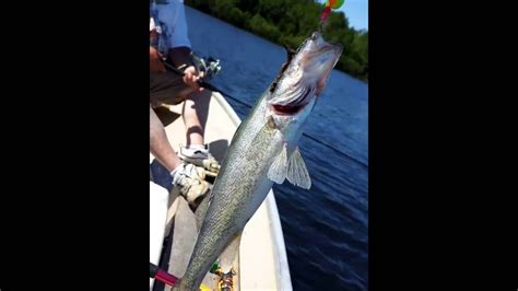 Supposedly extinct fish ( blue walleye) caught in North Channel Lake Huron - YouTube