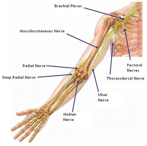 nerves of the arm - Maple Physical Therapy Clinic