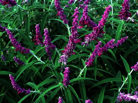 Salvia leucantha 'Purple Velvet' - Salvias - Plants