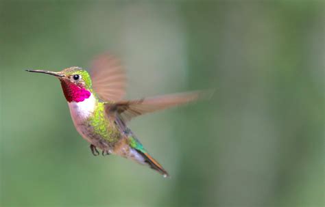 Dive-bombing for love: Male hummingbirds dazzle females with a highly ...