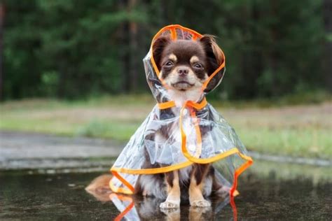 The Best Dog Raincoats of 2021 - Pet Life Today